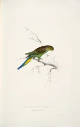 Melopsittacus undulatus